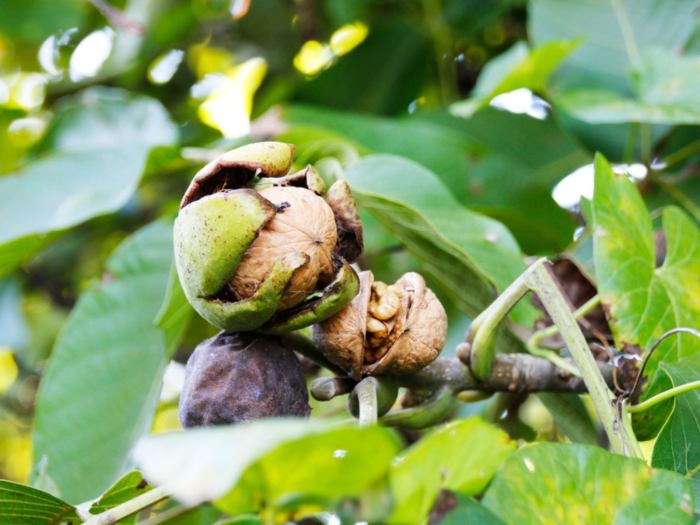 How to plant a black walnut seed