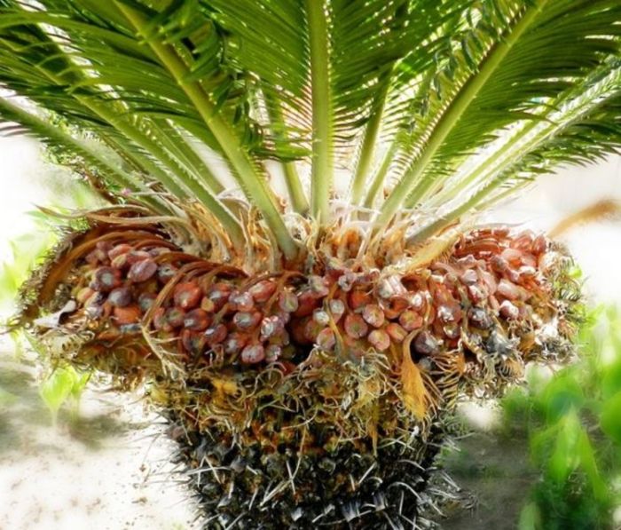 How do you plant palm tree seeds