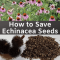 How to Plant Purple Coneflower Seeds