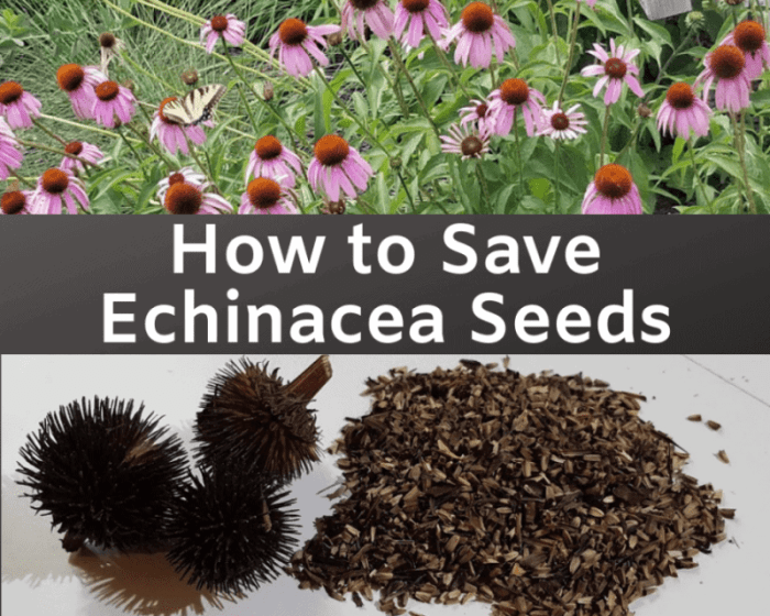 How to plant purple coneflower seeds