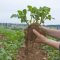 How Deep to Plant Seed Potatoes