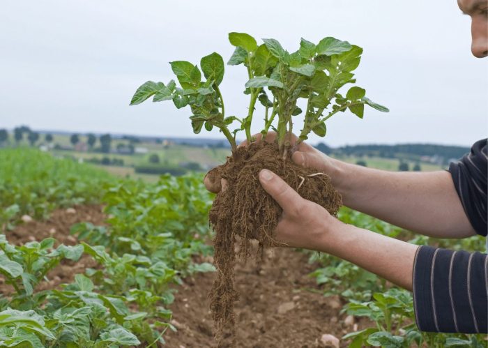 How deep to plant seed potatoes