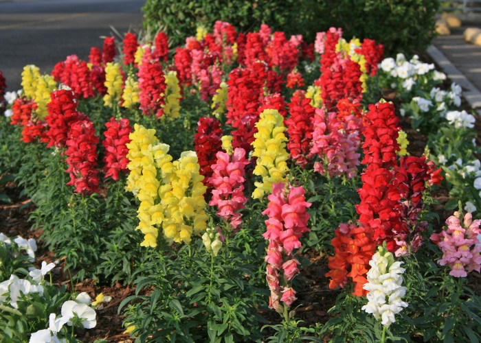 How to plant snapdragon seeds