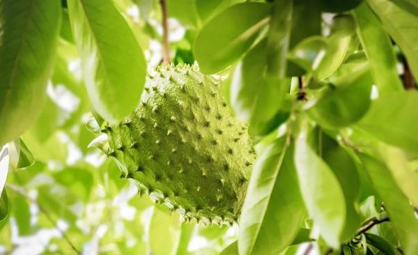 How to plant guanabana seeds