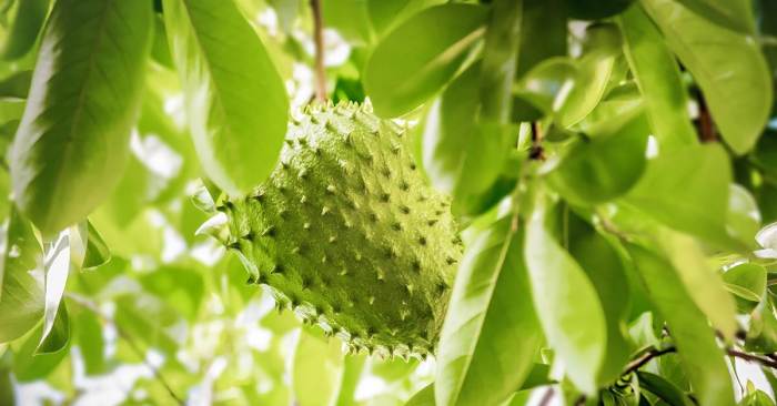 How to plant guanabana seeds