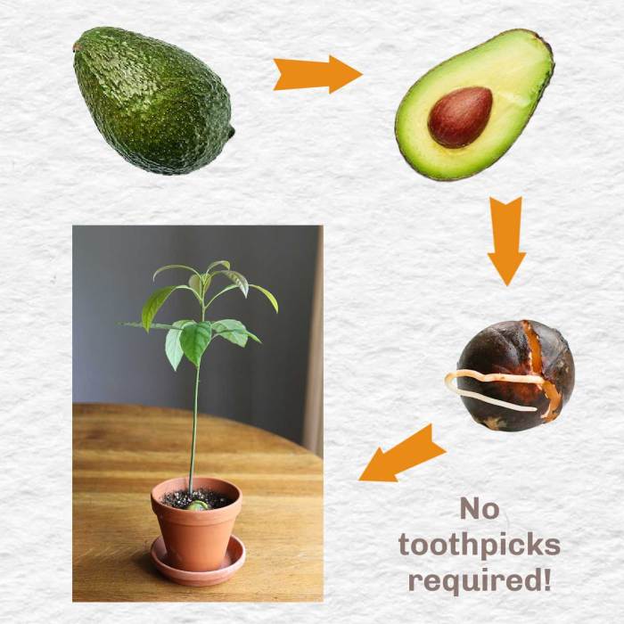 Can i plant avocado seeds