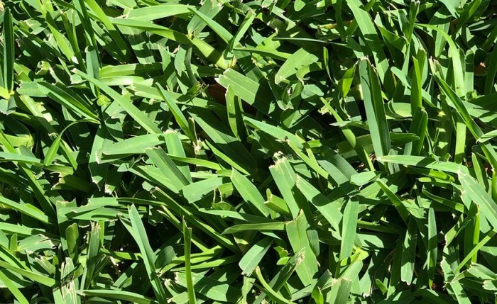 Can you plant st augustine grass seed