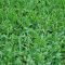 Can You Plant St. Augustine Grass Seed?