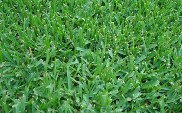 Augustine grass st plant britannica saint