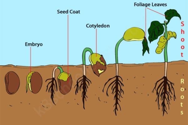 How to plant seed