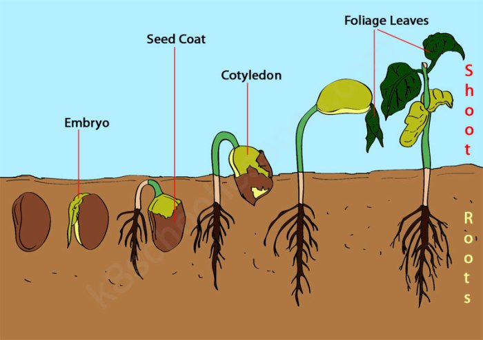 How to plant seed