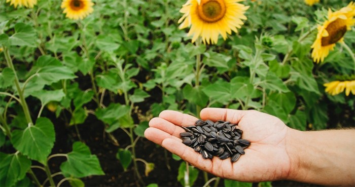 How deep do you plant sunflower seed