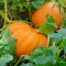 When Do You Plant a Pumpkin Seed?