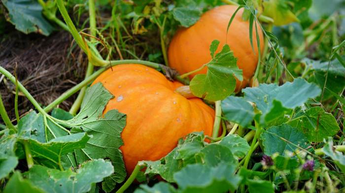 When do you plant a pumpkin seed