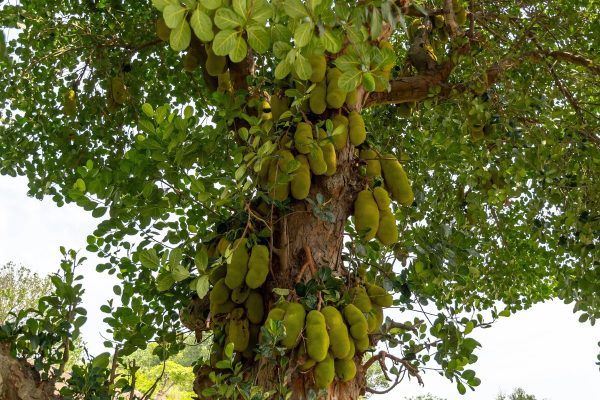 How to plant jackfruit tree from seed