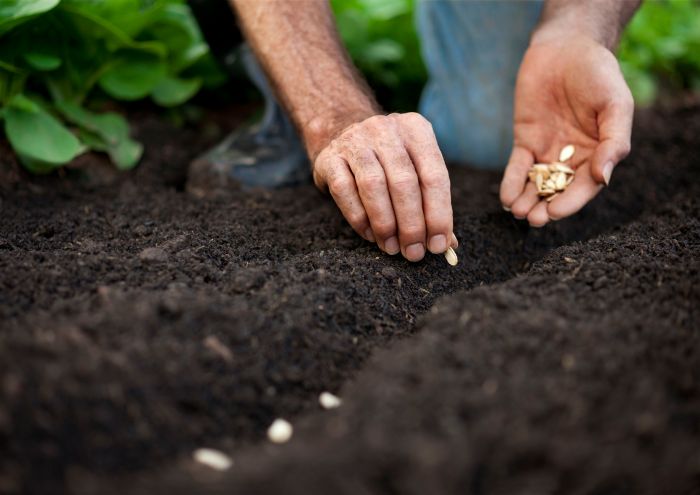 How to plant from seeds