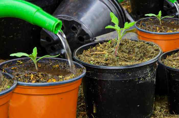 How to plant tomato seeds in containers