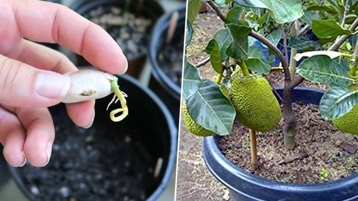 Jackfruit pots containers fruits