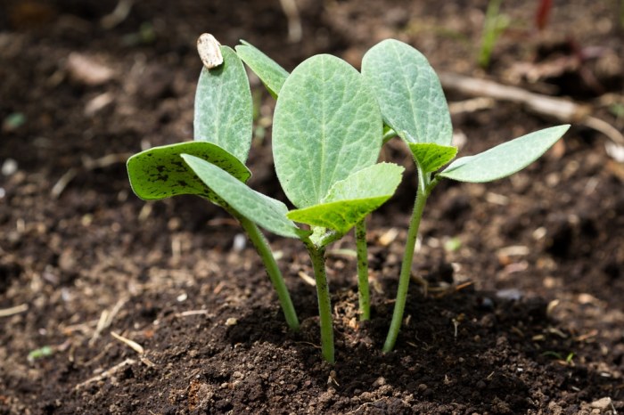 When to plant squash seeds