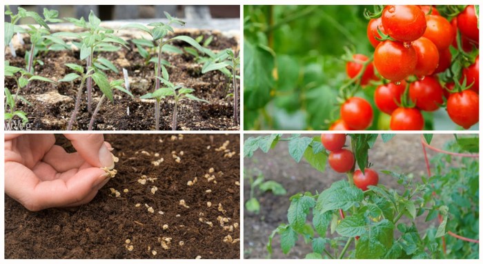 How to plant tomato seeds in a pot