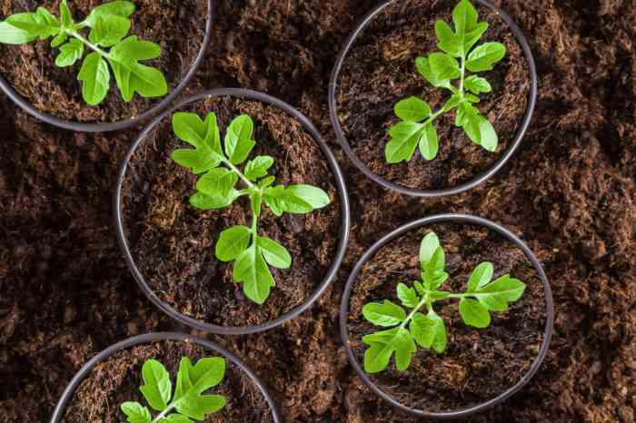 How to plant tomato seeds in a pot