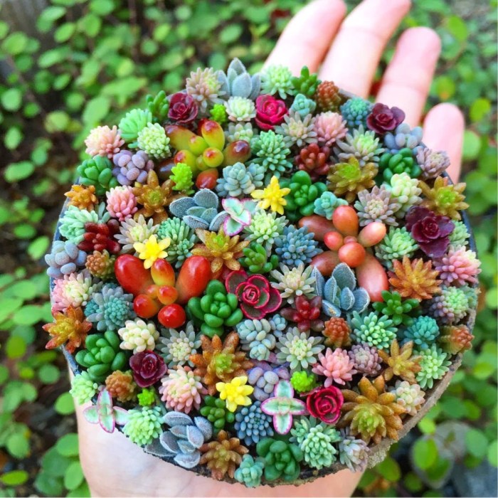 How do you plant succulent seeds