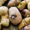 How to Prepare Seed Potatoes for Planting