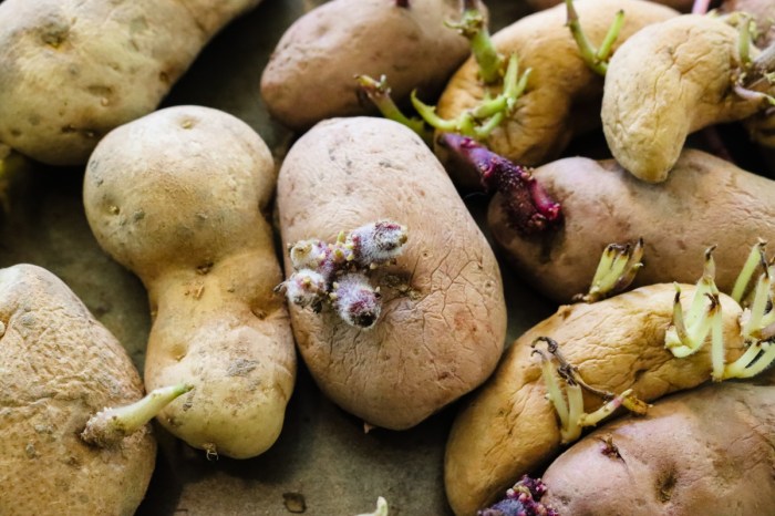 How to prepare seed potatoes for planting