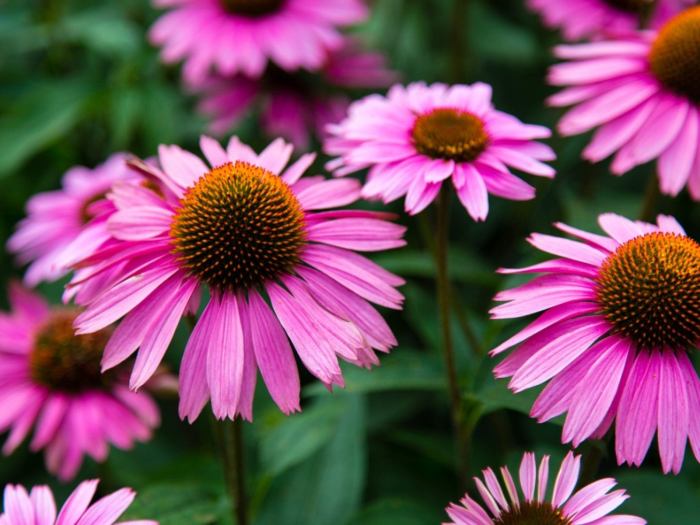 How to plant purple coneflower seeds