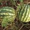 How Do I Plant Watermelon Seeds?