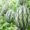 When Can You Plant Watermelon Seeds?