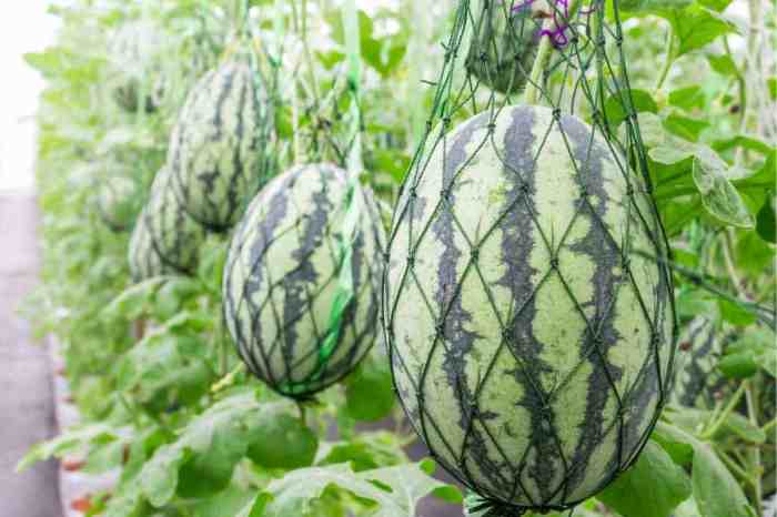 When can you plant watermelon seeds