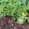 How to Grow a Watermelon Plant from Seed