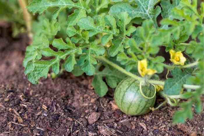 How to grow a watermelon plant from seed