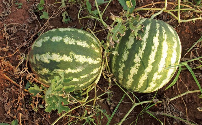 How do i plant watermelon seeds