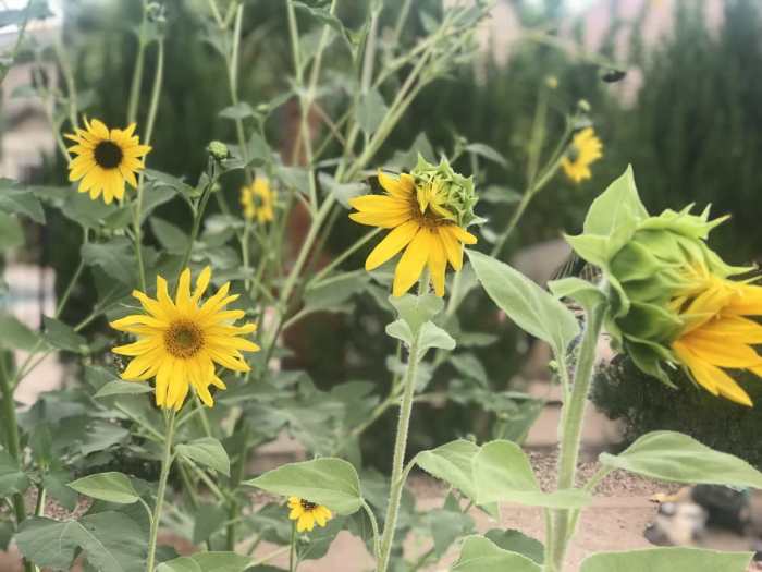 How deep do you plant sunflower seed