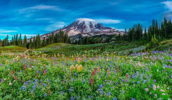 When to plant wildflower seeds in nc