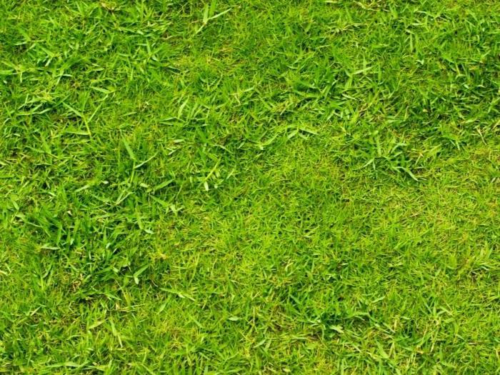 How to plant zoysia grass seed