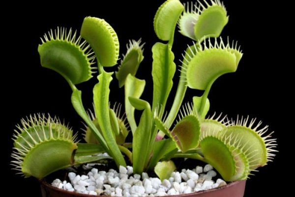 How to plant a venus fly trap seed