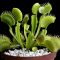 How to Plant a Venus Flytrap Seed