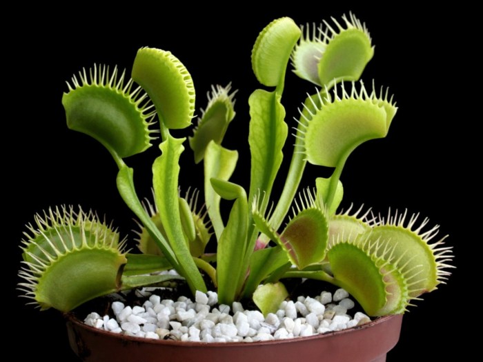 How to plant a venus fly trap seed