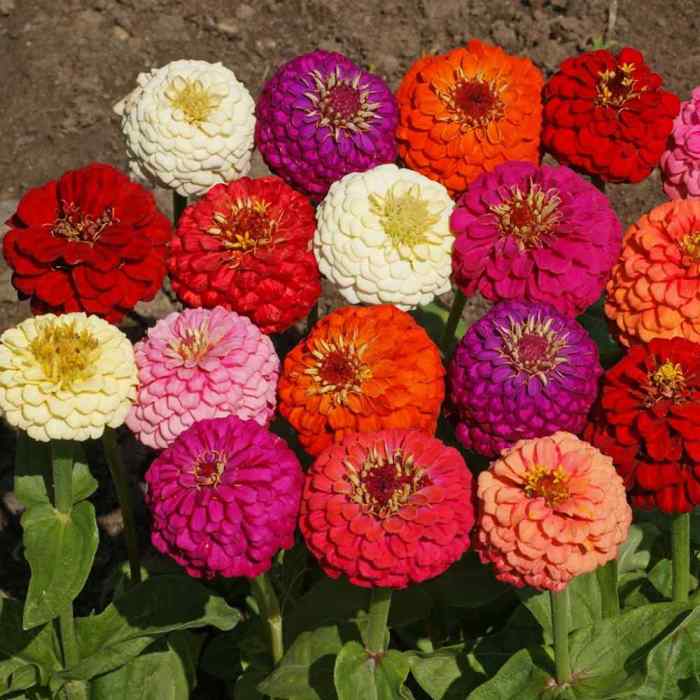 When can i plant zinnia seeds